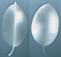 Gummibaumblatt, Acrylic on cotton, dimensions vary