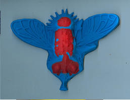 Mosca 7 a silicon, blu-rosso, 10 x 13 cm